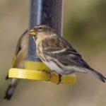 This State Just Made Backyard Bird Feeders Illegal ... by Accident