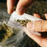 Ohio May Legalize Marijuana Today