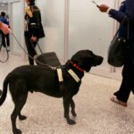 Privatize Airport Screeners to Get Bomb-Sniffing Dogs Back on the Scent of Terrorists