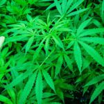 Traffic Fatalities of Marijuana-Positive Drivers On Rise In Colorado