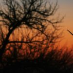 How Texas Is Fighting Chinese Infiltration