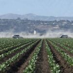 ICE Finds 10 Unaccompanied Migrant Children at Marijuana Grow Sites