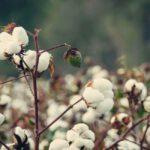 Senate Agriculture Appropriations Bill Would Expand Crony Handouts for Cotton Industry