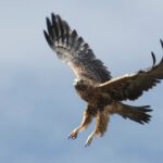 How Unnecessary Laws Pit Falconry Against Free Speech