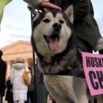 Abortion Industry Puts Its Cruel Paws on Pet Dogs