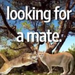 L.A. Wants to Spend $10 Million to Help Cougars Mate