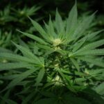 Virginia Moves Closer to Retail Marijuana Sales